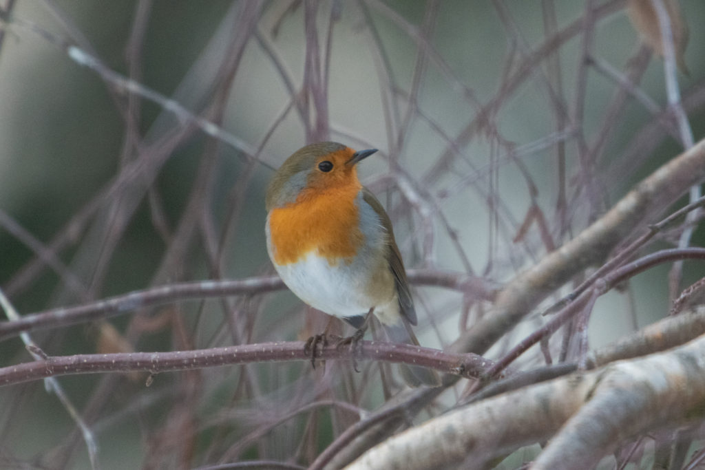 Rouge-gorge European robin